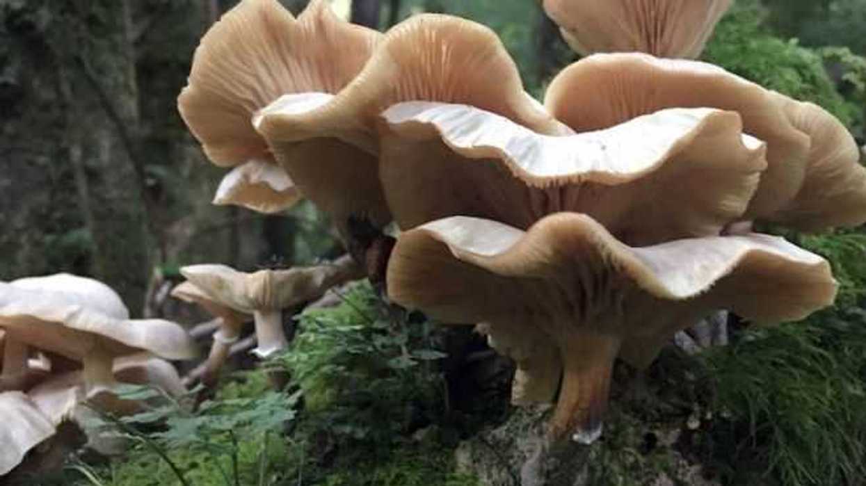 especialistas-resaltan-beneficios-de-los-hongos-para-bosques-y-cultivos