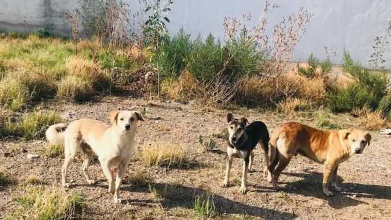 esterilizacion-perros