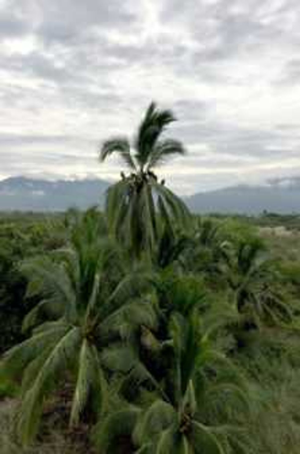 estero salado ecosistema natural en vallarta 2