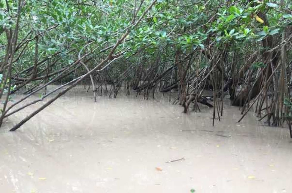 estero salado ecosistema natural en vallarta 3