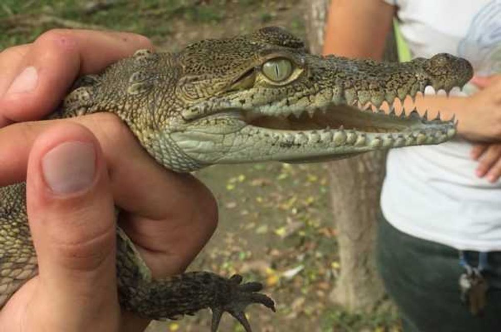 estero salado ecosistema natural en vallarta 4