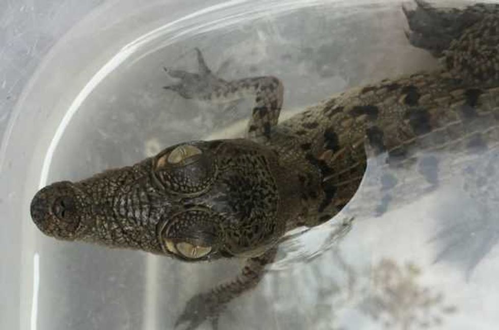 estero salado ecosistema natural en vallarta 5