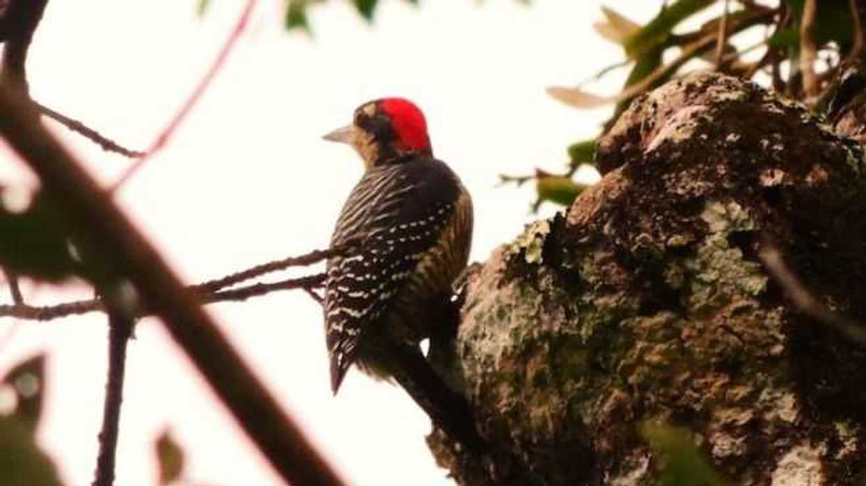 Estiman que 300 mil aves diversas habitan en Alto Golfo de California