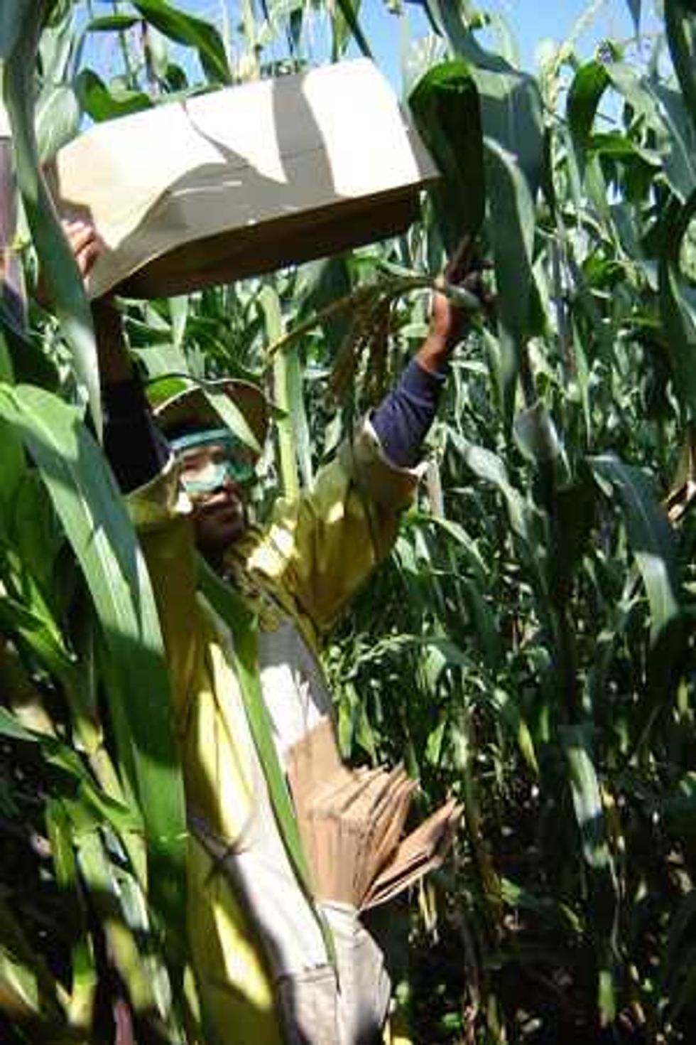 estrella eloisa y celeste las tres nuevas variedades de maiz 1