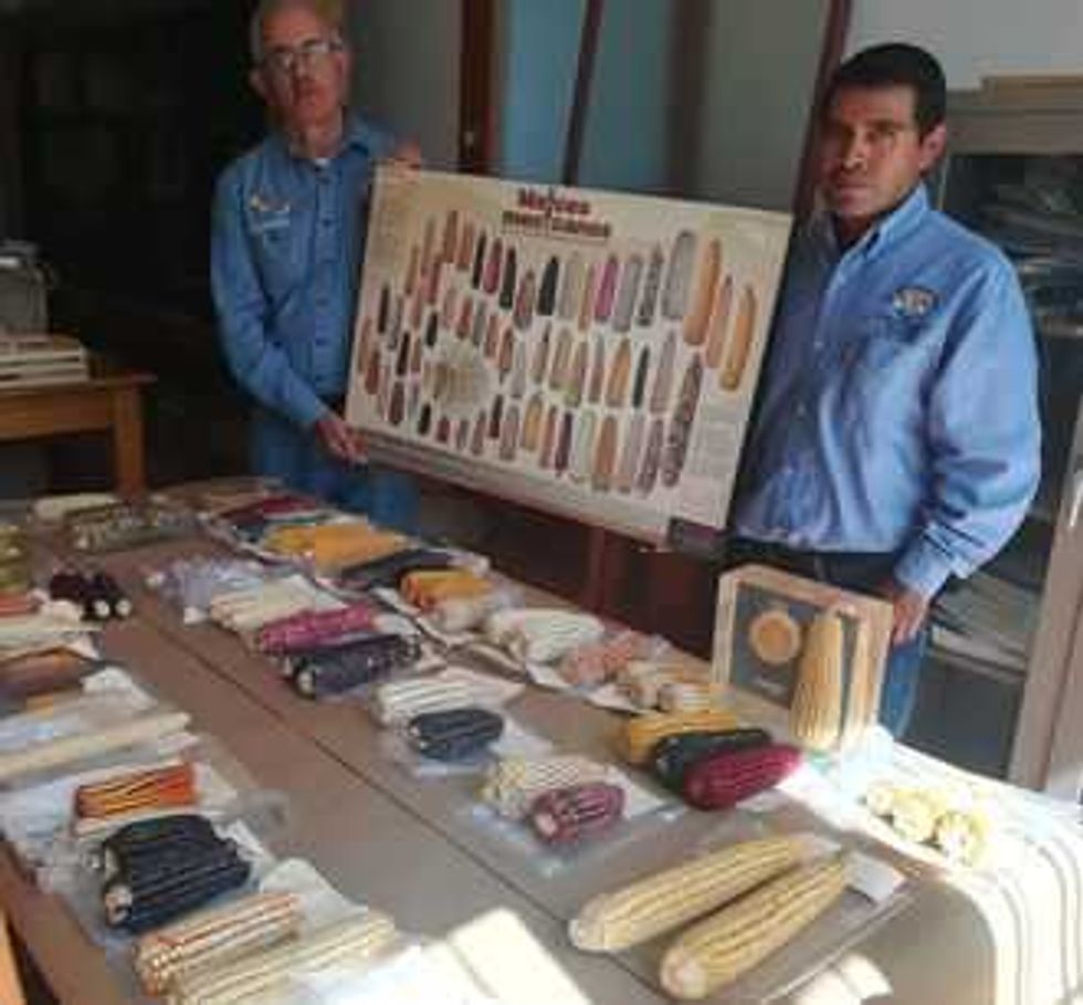 estrella eloisa y celeste las tres nuevas variedades de maiz 2