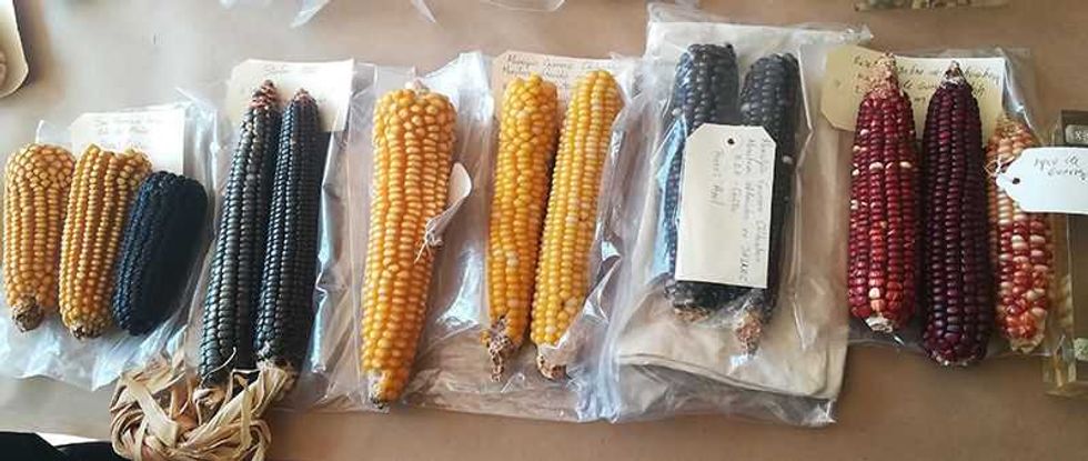 estrella eloisa y celeste las tres nuevas variedades de maiz 4