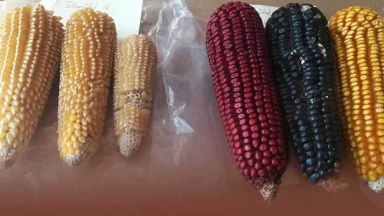 estrella-eloisa-y-celeste-las-tres-nuevas-variedades-de-maiz