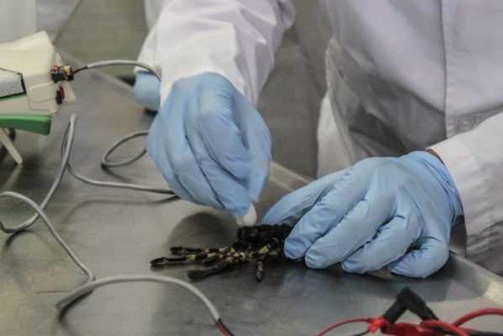 estudian efectos veneno tarantula combatir enfermedades 1