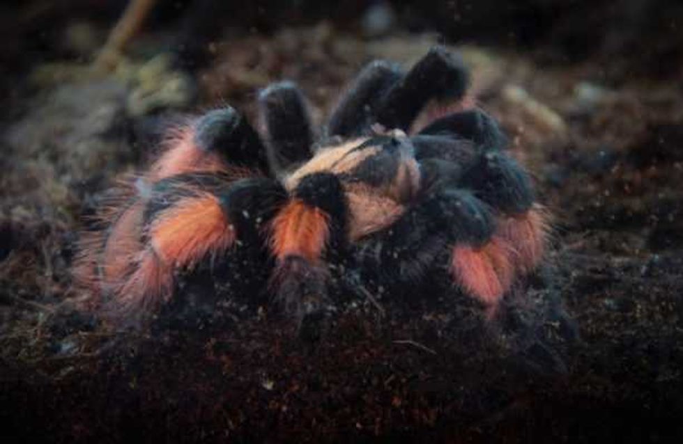estudian efectos veneno tarantula combatir enfermedades