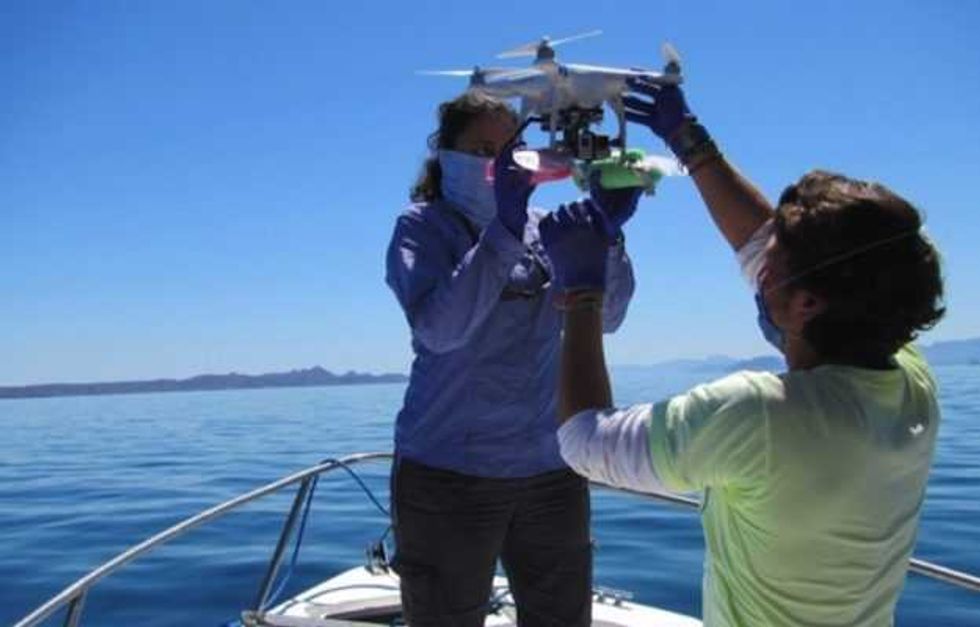 estudiante universitario monitorea a ballenas drones 2