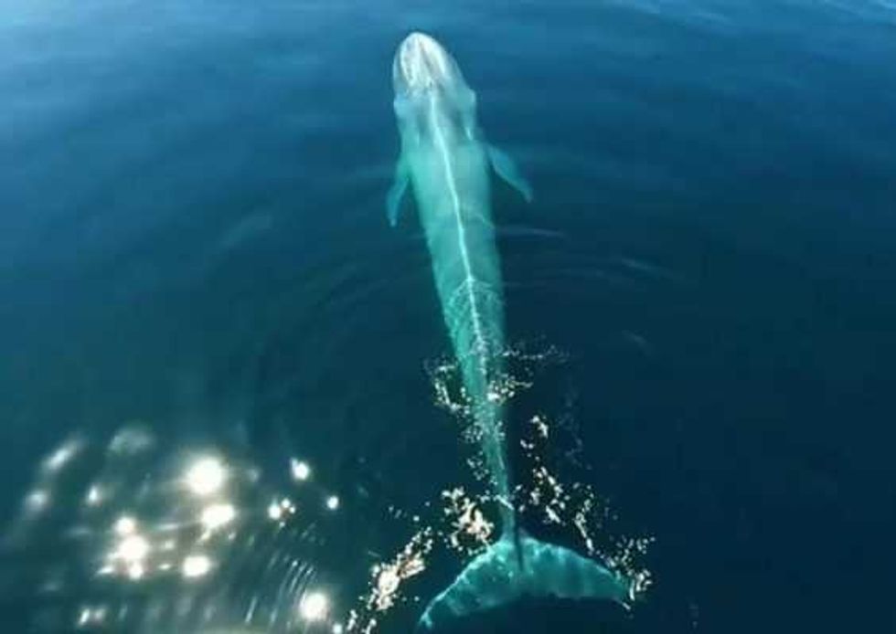 estudiante universitario monitorea a ballenas drones 3