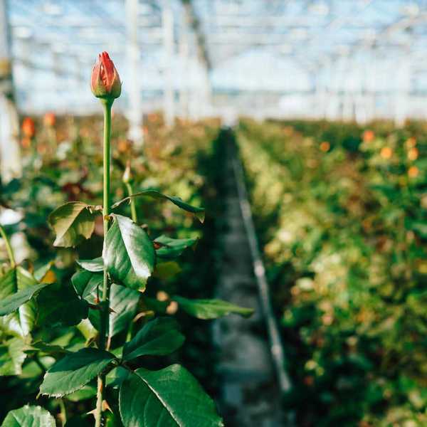 El Organal capta agua de lluvia para invernaderos de rosa | Rotativo