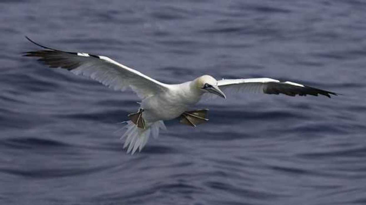 excremento-de-las-aves-marinas-aporta-nutrientes-al-planeta