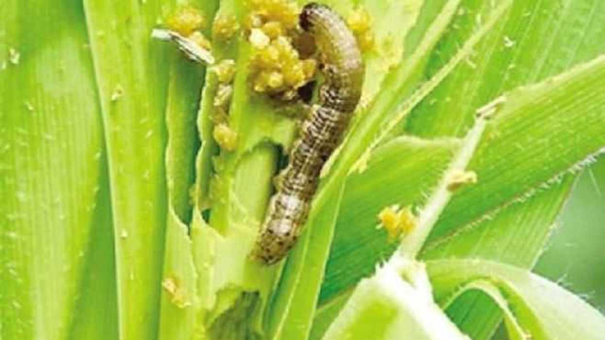 expansion-de-plaga-del-gusano-cogollero