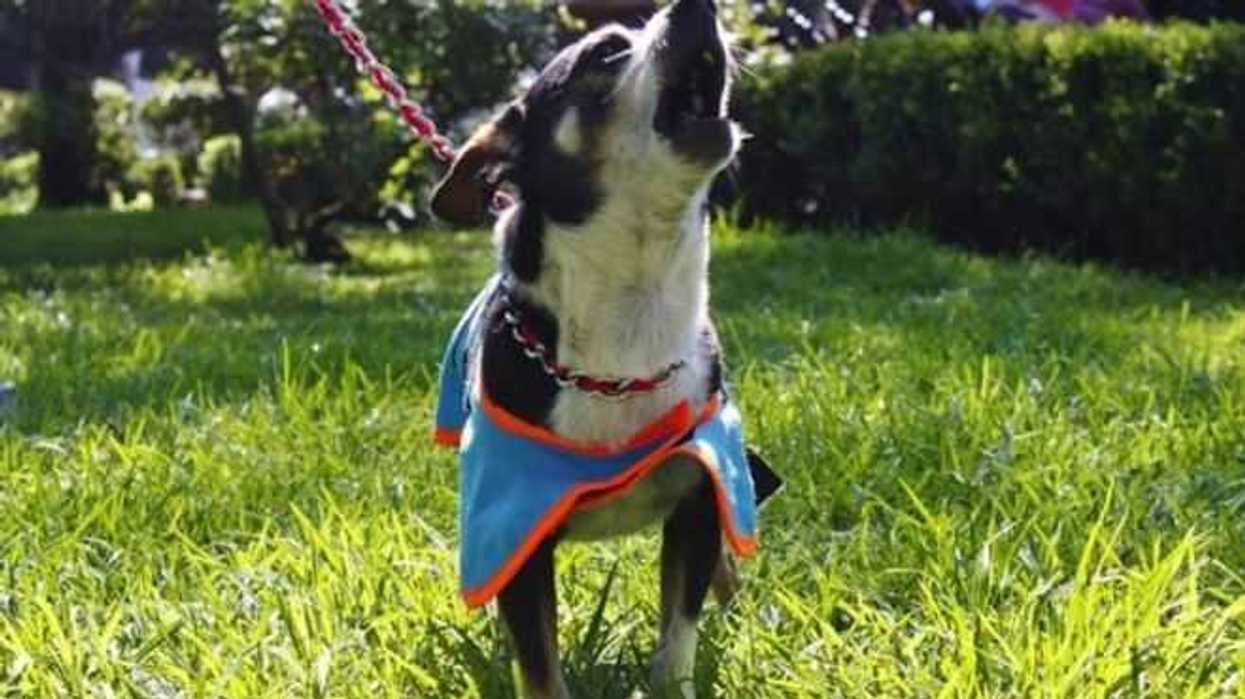 expertos-uam-desarrollan-comestibles-controlar-fauna-nociva