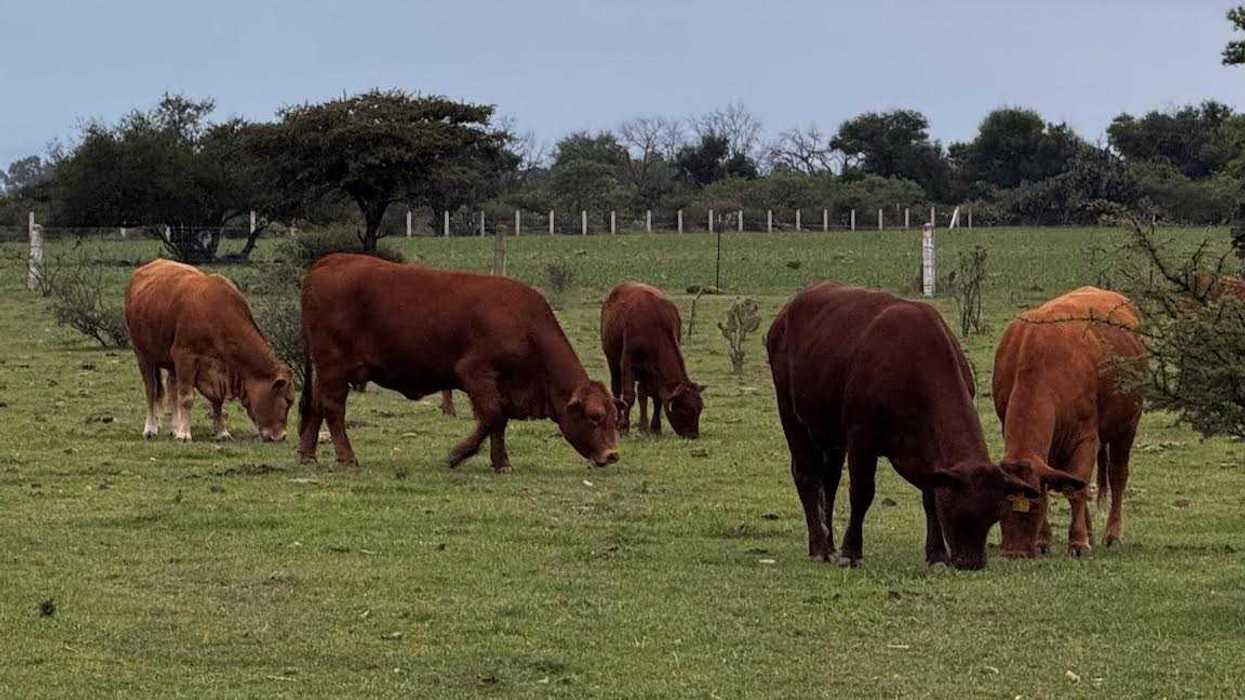 Exposición ganadera Feria San Juan del Río 2026 ganado mayor aves granja interactiva sin concursos