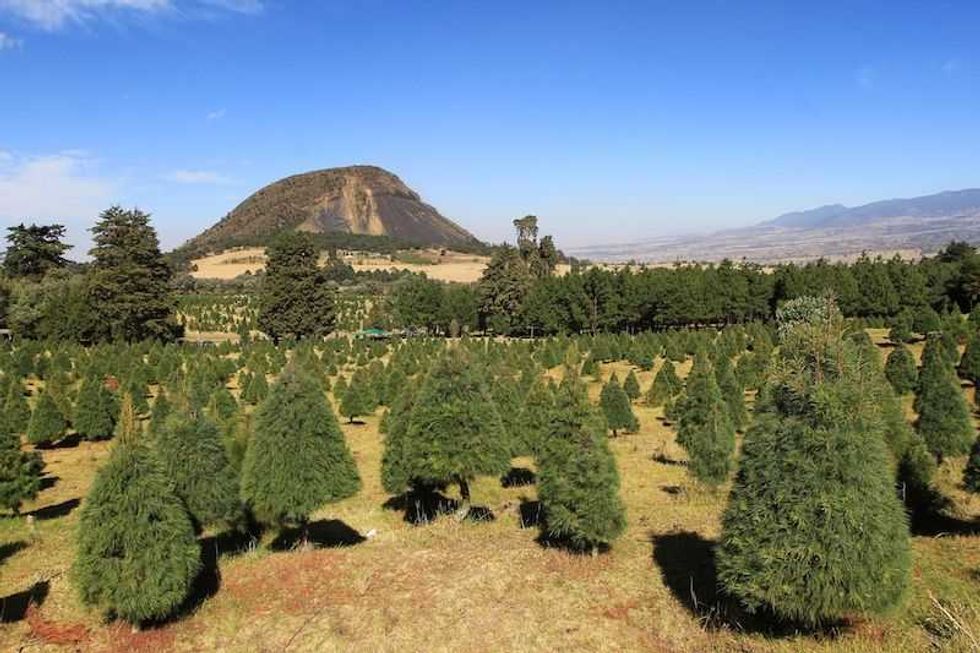 familias visitan las areas de los pinos en el municipio de amecameca 2