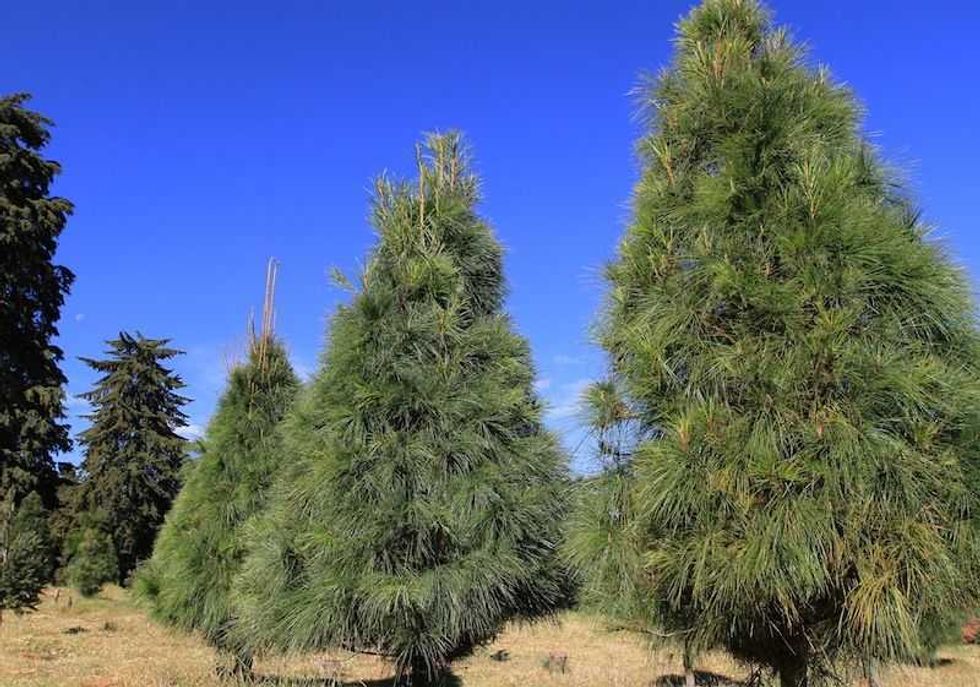 familias visitan las areas de los pinos en el municipio de amecameca 3