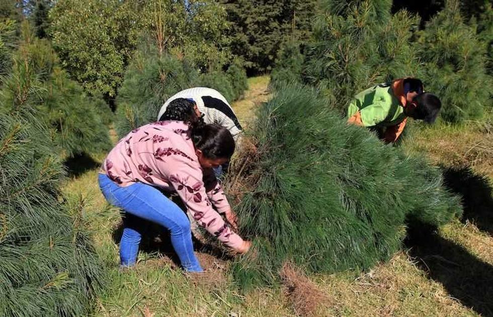 familias visitan las areas de los pinos en el municipio de amecameca