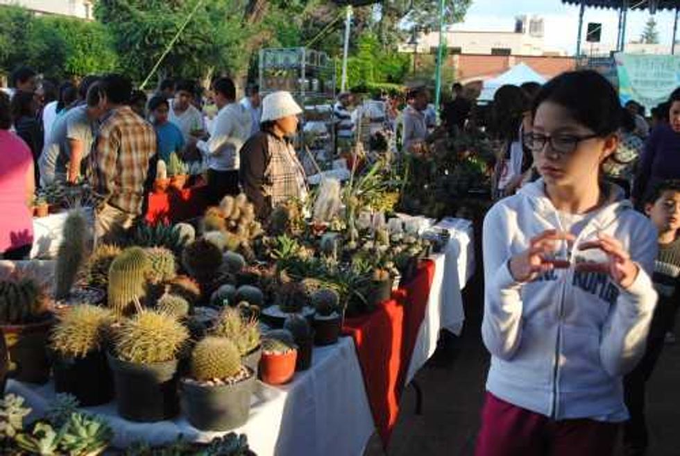 Festival Cultural y Gastronómico de las Cactáceas.