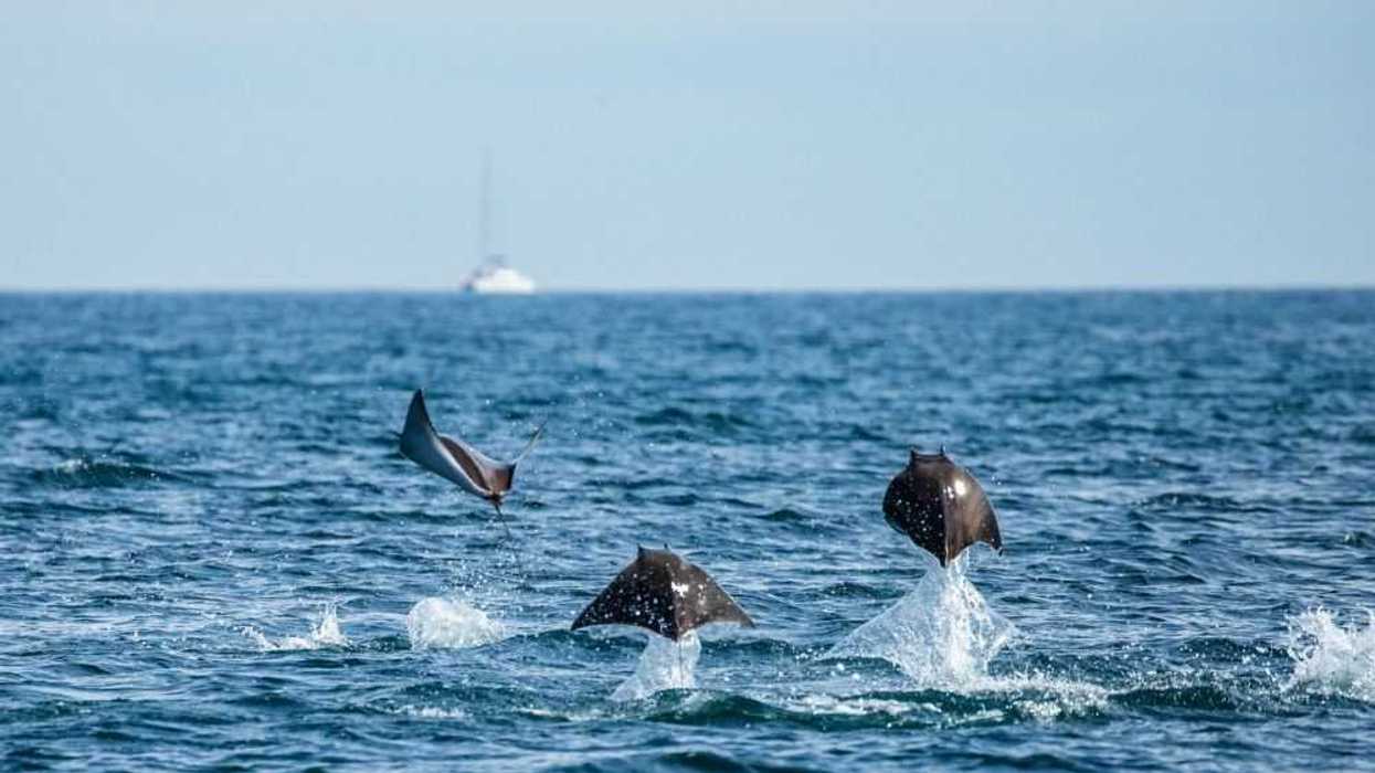 Festival de Pueblos Mágicos del Mar de Cortés: Un encuentro cultural y turístico. Depositphotos.
