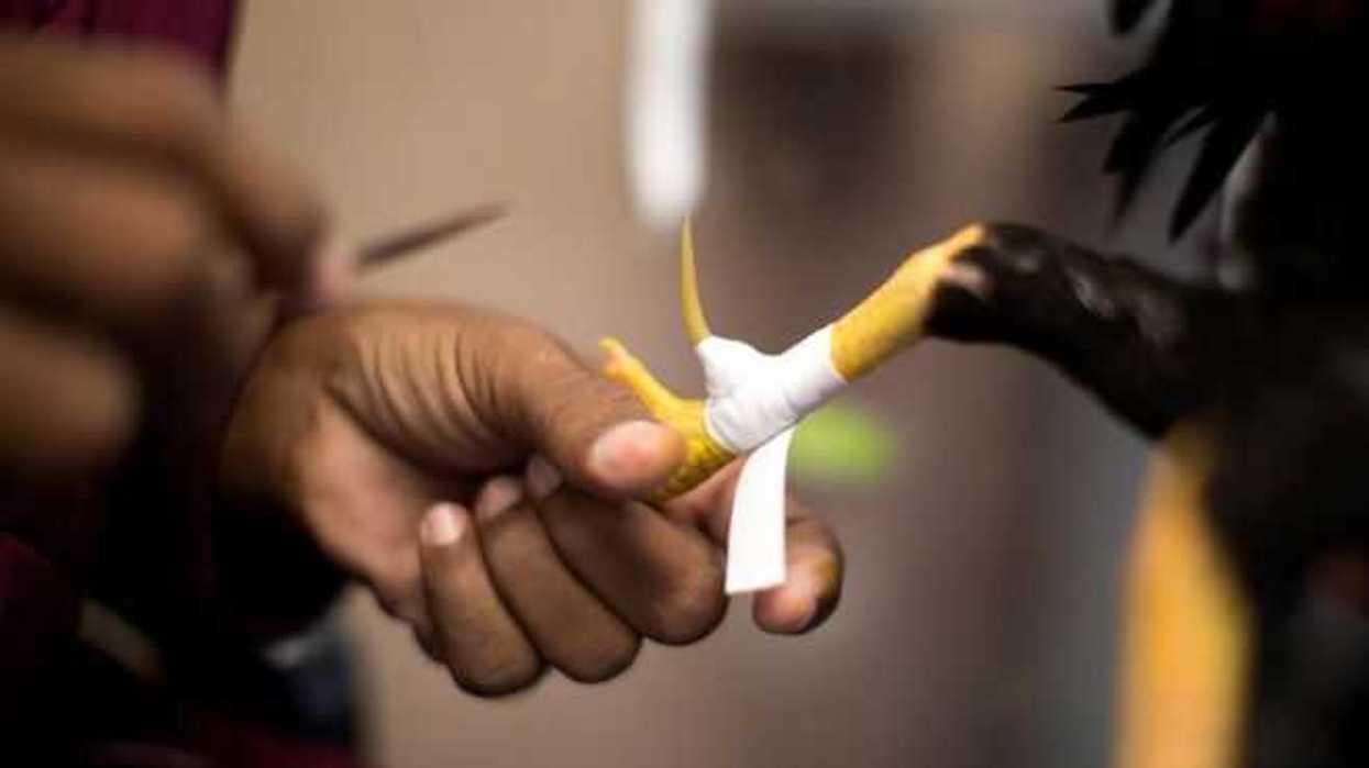 filipinas-peleas-gallos-efe