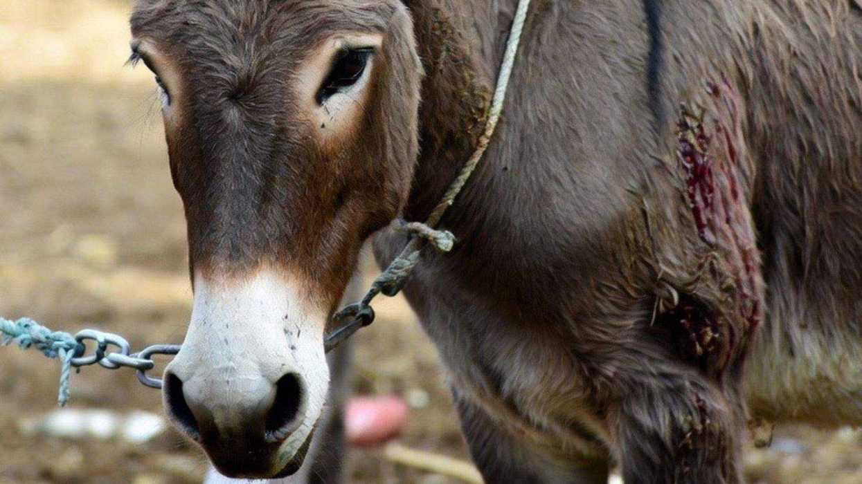 Fiscalía Querétaro vinculación proceso adolescentes maltrato animal Boyé Cadereyta noviembre 2025.