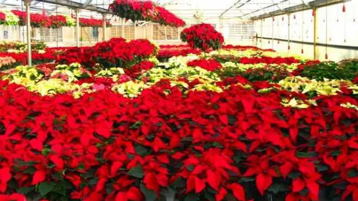 flor-de-nochebuena-un-regalo-de-mexico-para-el-mundo
