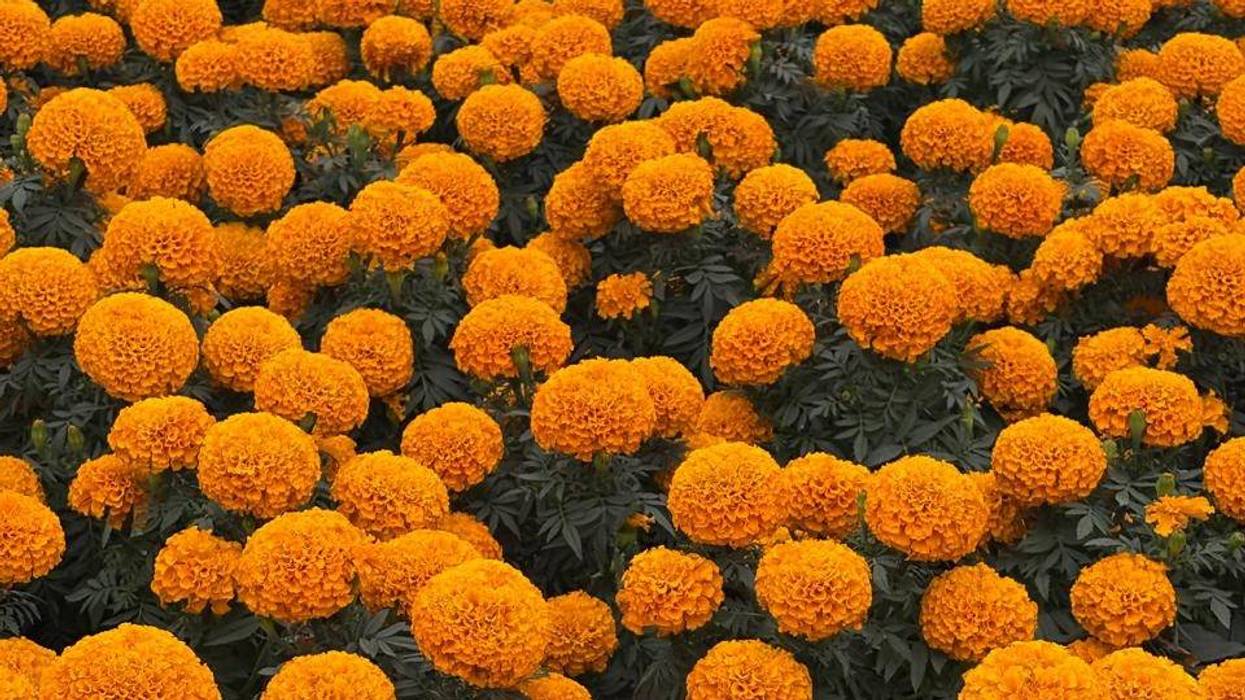 Flores de cempasúchil naranja intenso entre follaje verde oscuro, tema de las variedades nativas de la Ciudad de México