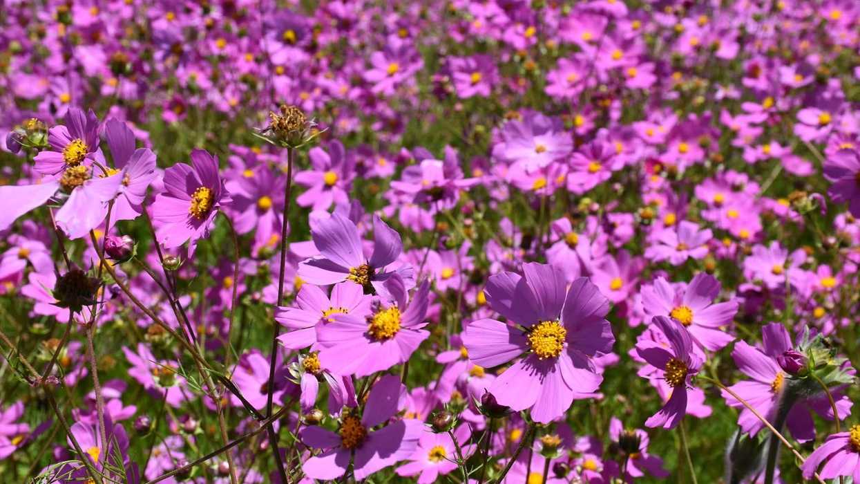 Flores rosas de mirasol (Cosmos bipinnatus) con centro amarillo en un campo de Amealco de Bonfil, Querétaro