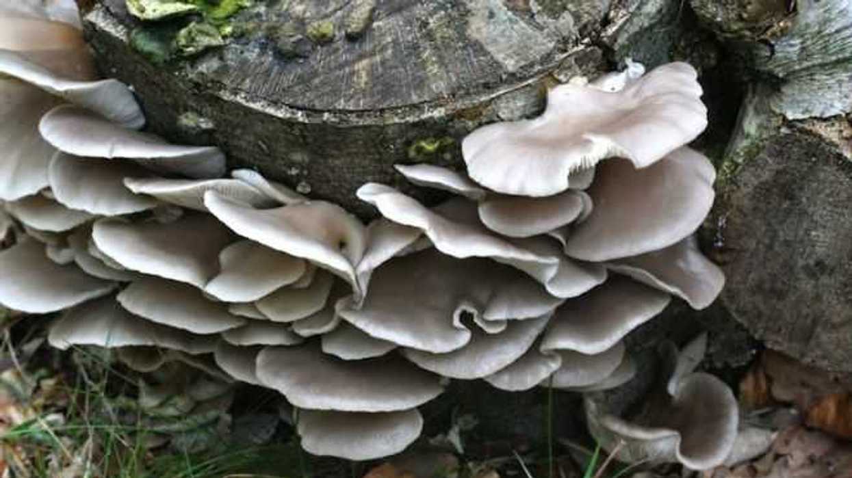 fomentan-consumo-de-hongo-pleurotus-para-combatir-desnutricion