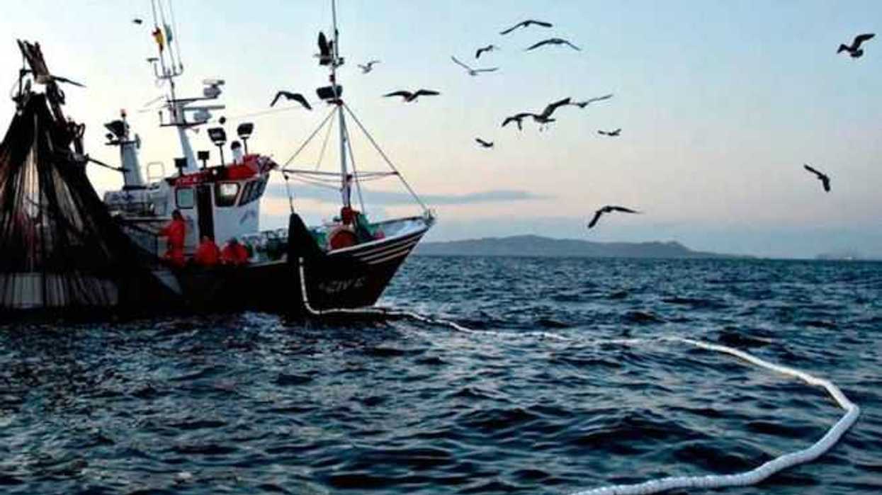 fomentan-en-bc-pesca-y-acuacultura-de-erizo-tiburon-escama-y-ostion