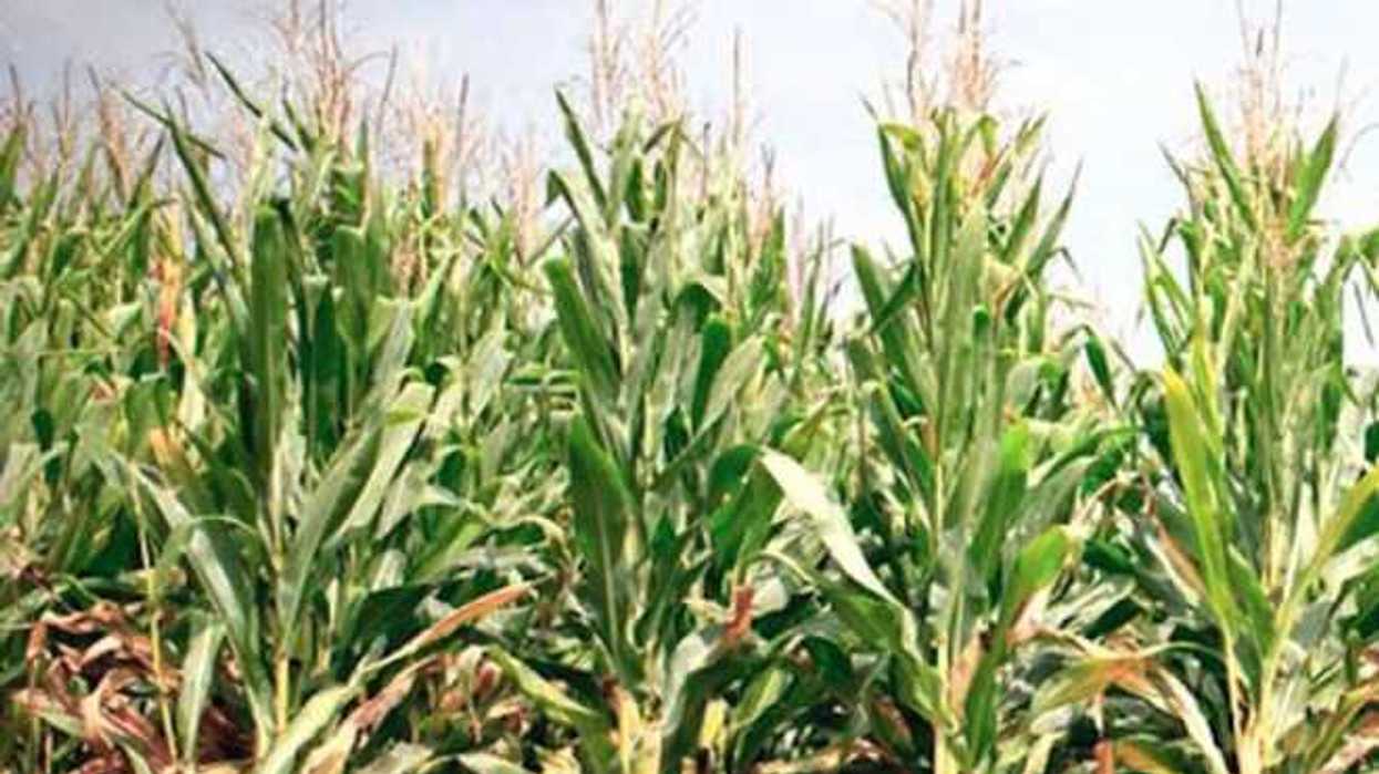 fortalecen-la-milpa-maya-tradicional-en-yucatan