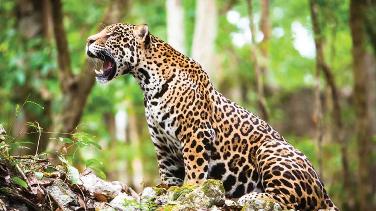 FORTALECERÁN ACCIONES PARA PROMOVER CUIDADO DEL JAGUAR