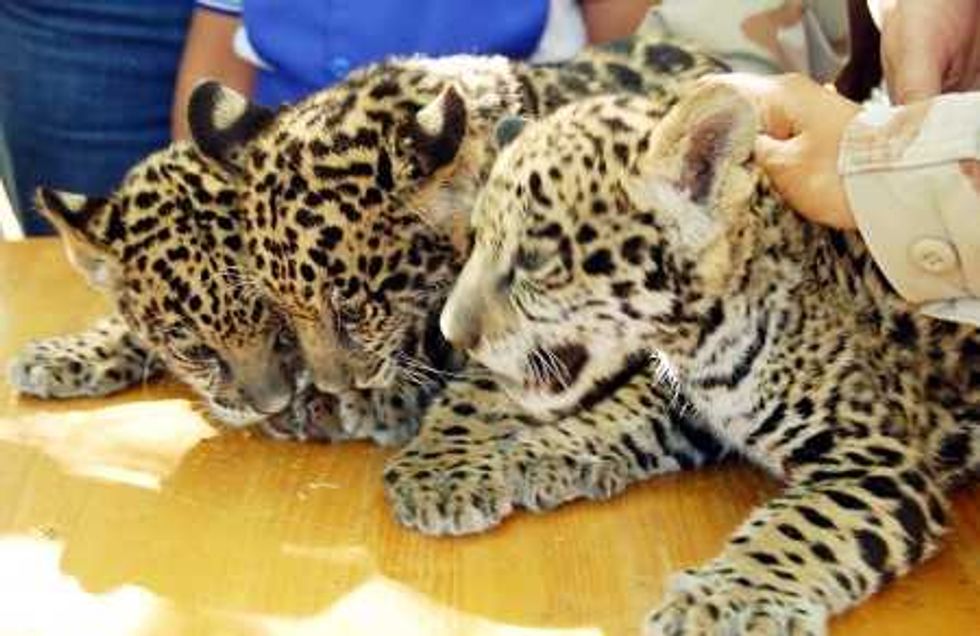 FORTALECERÁN ACCIONES PARA PROMOVER CUIDADO DEL JAGUAR