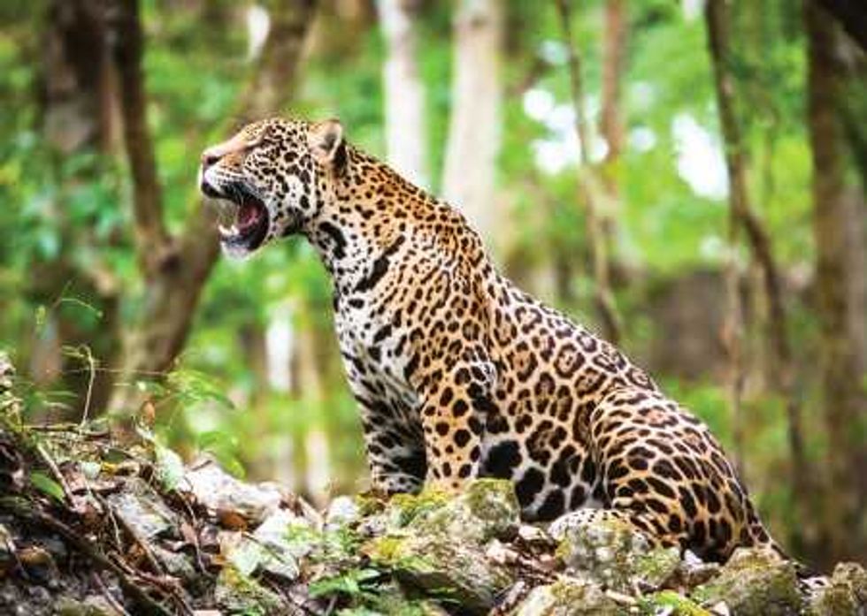 FORTALECERÁN ACCIONES PARA PROMOVER CUIDADO DEL JAGUAR