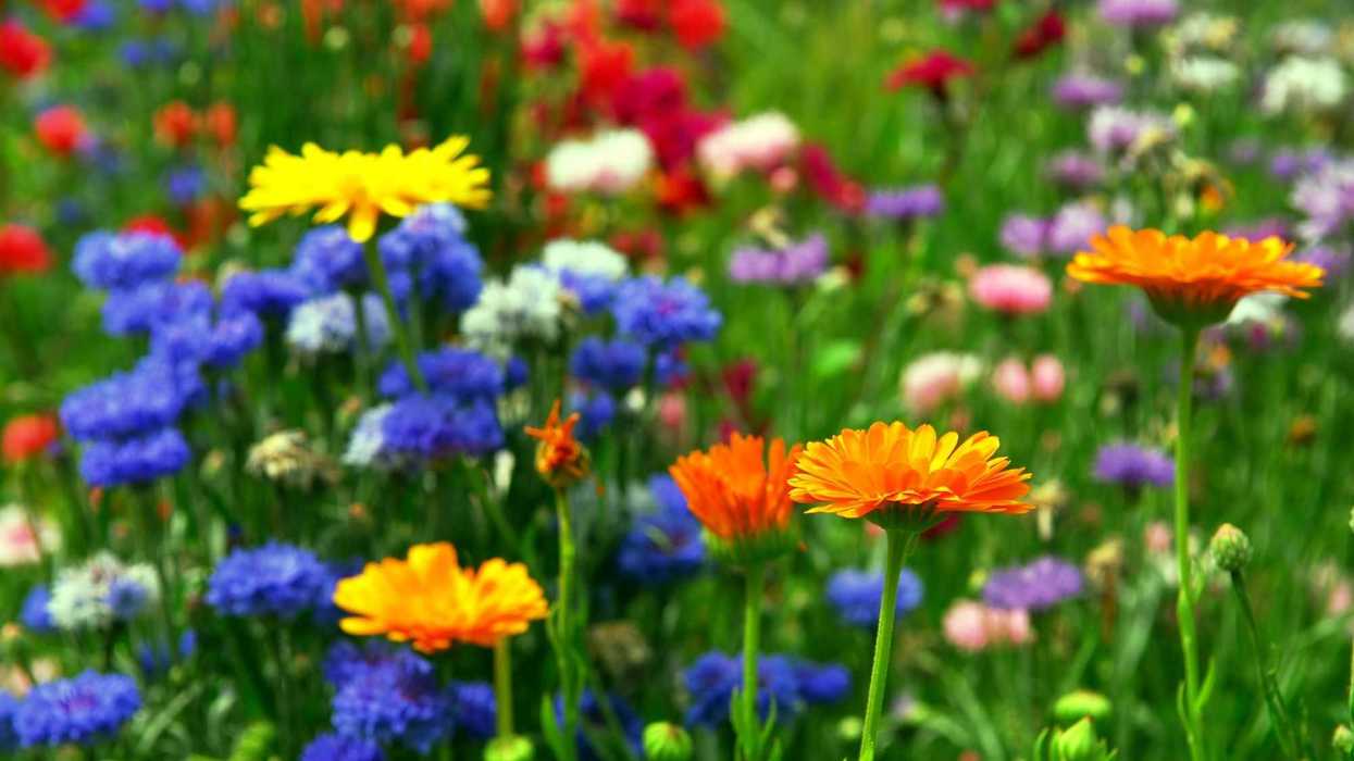 Fotógrafa apuesta por las flores para cuestionar masculinidades tradicionales.