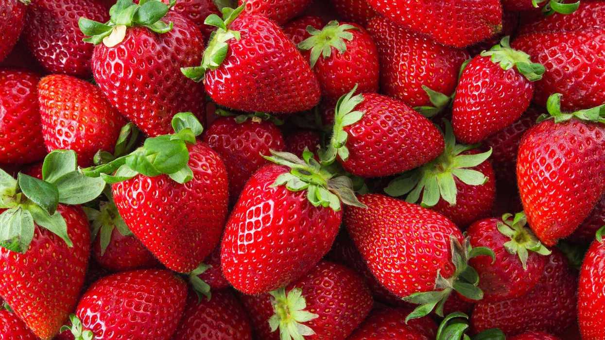 Fresas frescas mexicanas; el gobierno rechaza resolución preliminar de dumping del Departamento de Comercio de EU
