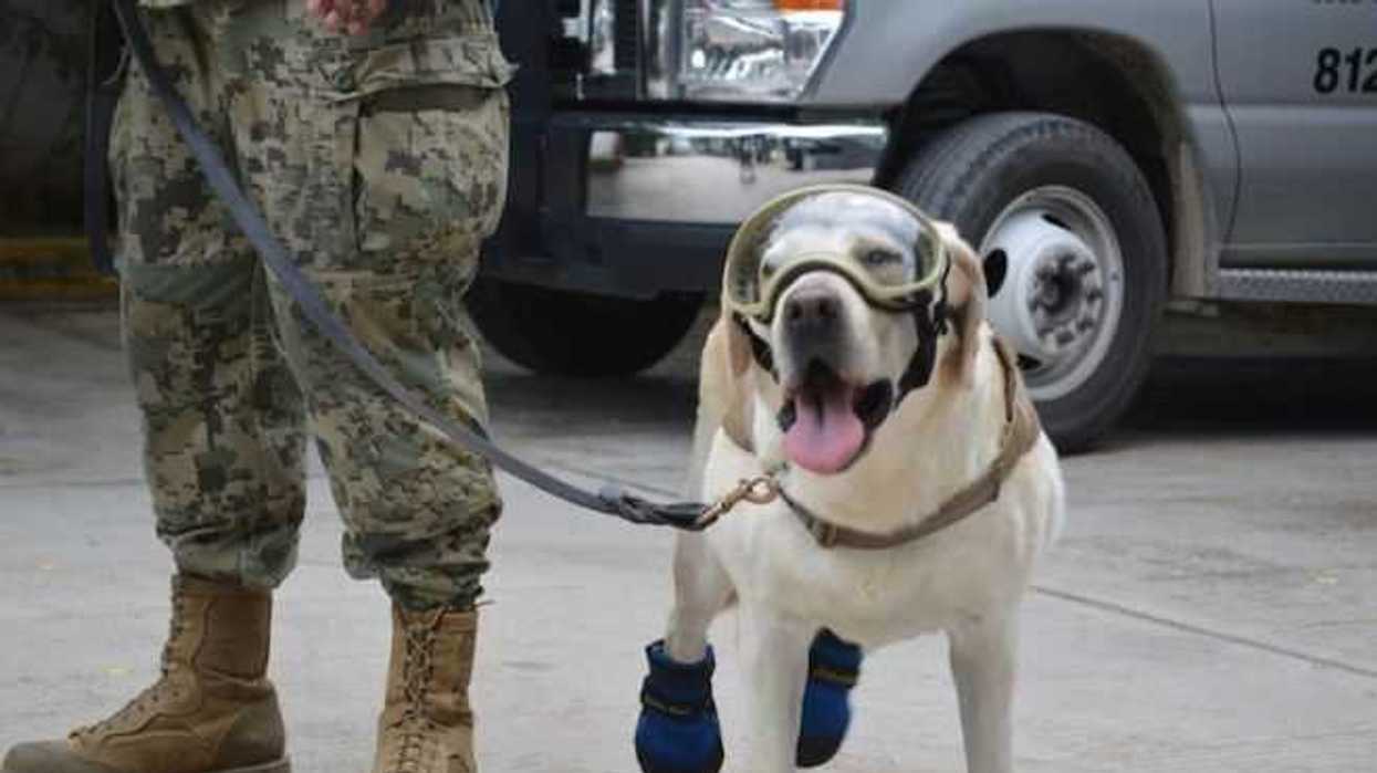 frida-perrita-especialista-en-rescate-apoya-labores