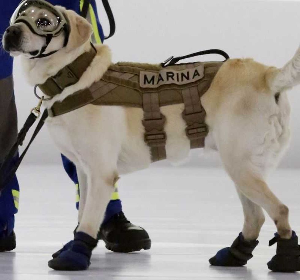 frida perrita rescatista se jubilaria en 2020 1