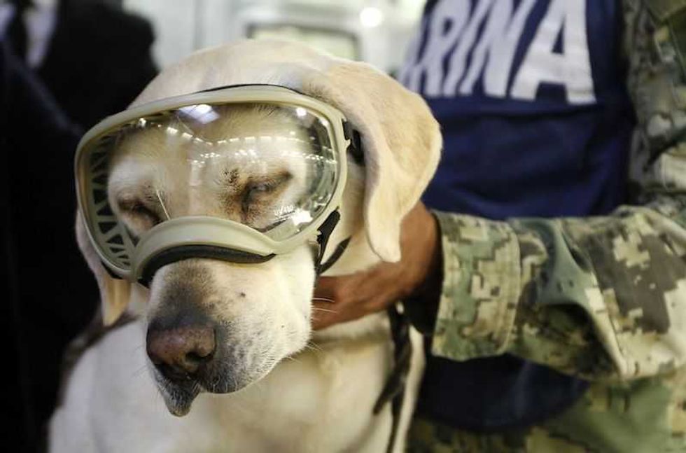 frida perrita rescatista se jubilaria en 2020 2