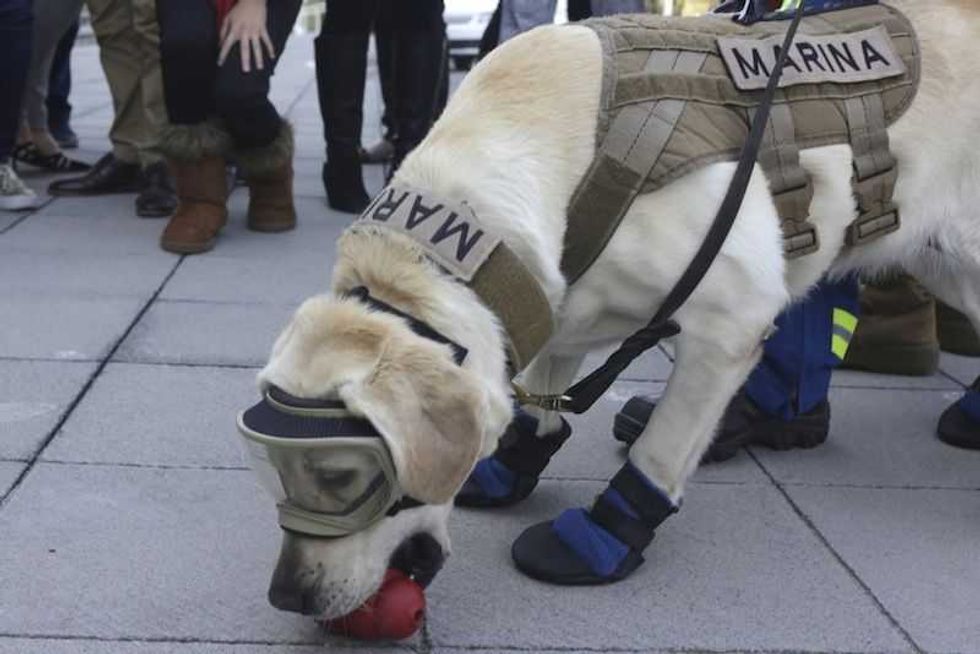frida perrita rescatista se jubilaria en 2020