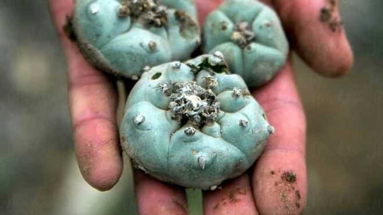 fuera-de-rito-plantas-pierden-espiritualidad-y-son-droga-academico