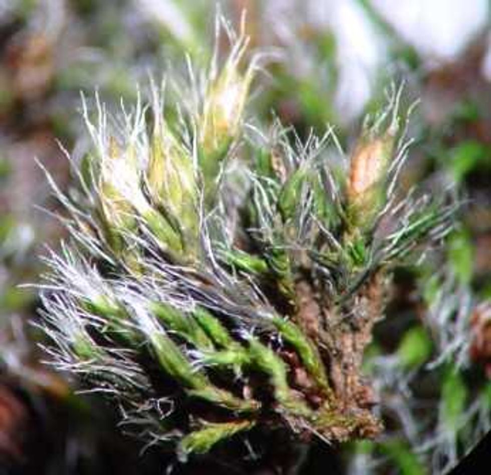 g-involucrata-cortesia-del-dr-claudio-delgadillo-moya (1)