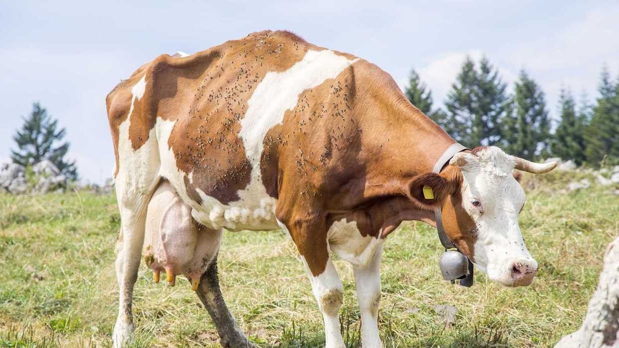 Ganado bovino bajo vigilancia sanitaria por caso de gusano barrenador en San Juan del Río Querétaro