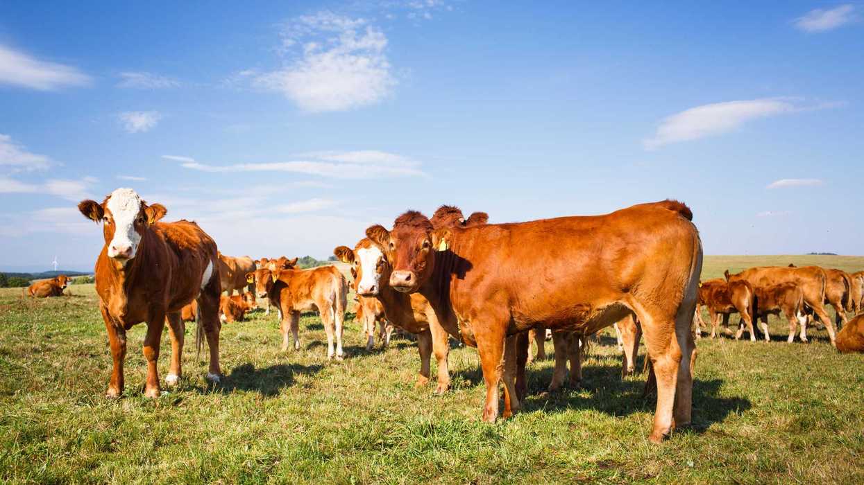 Ganado bovino en un corral durante inspecciones sanitarias por el gusano barrenador, plaga que mantiene suspendida la importación de animales vivos de Estados Unidos a México.