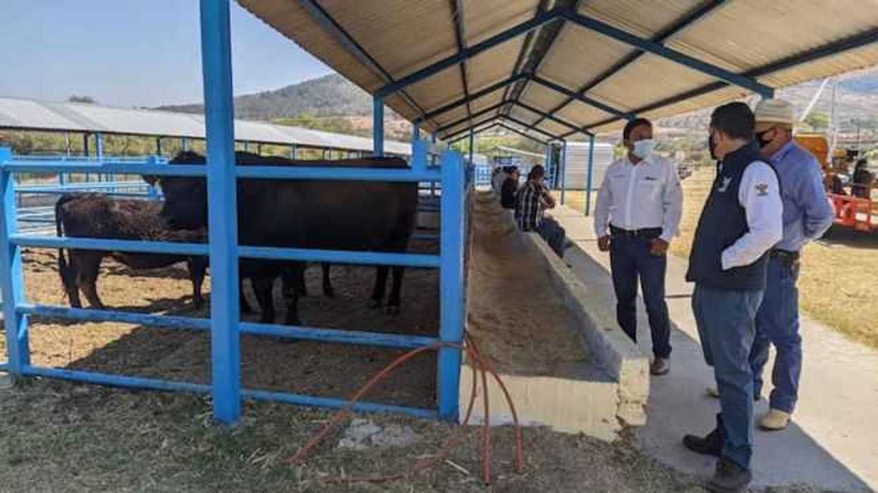 ganado
