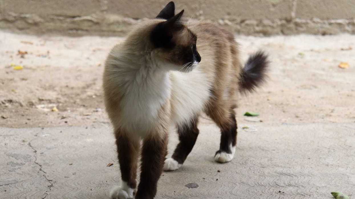 Gato de pelo largo, crema y café con patas blancas, sobre piso de concreto; esterilización gratuita en San Juan del Río