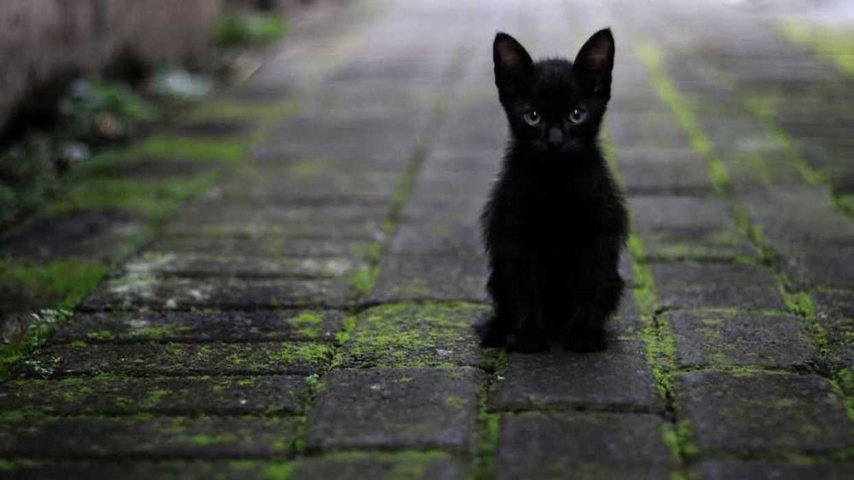 gato-negro-cat-g438c6042c_1920