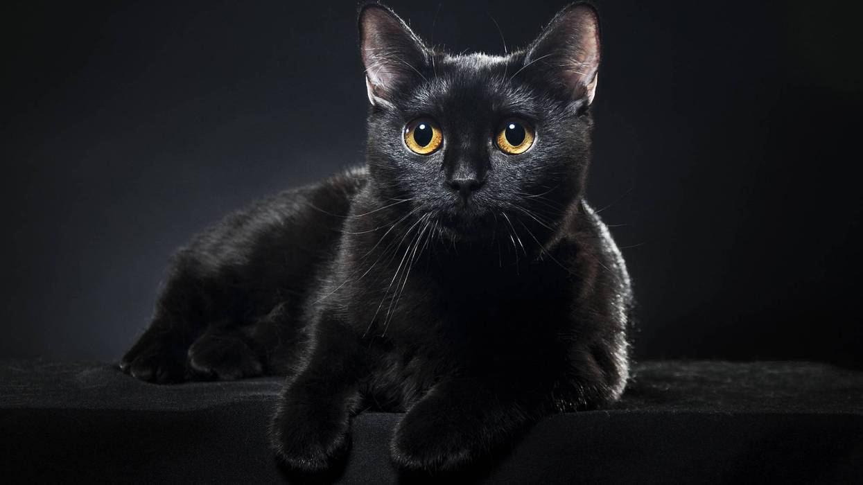 Gato negro de ojos ámbar mirando de frente, imagen del llamado a cuidar a perros y gatos negros en octubre en la Ciudad de México.